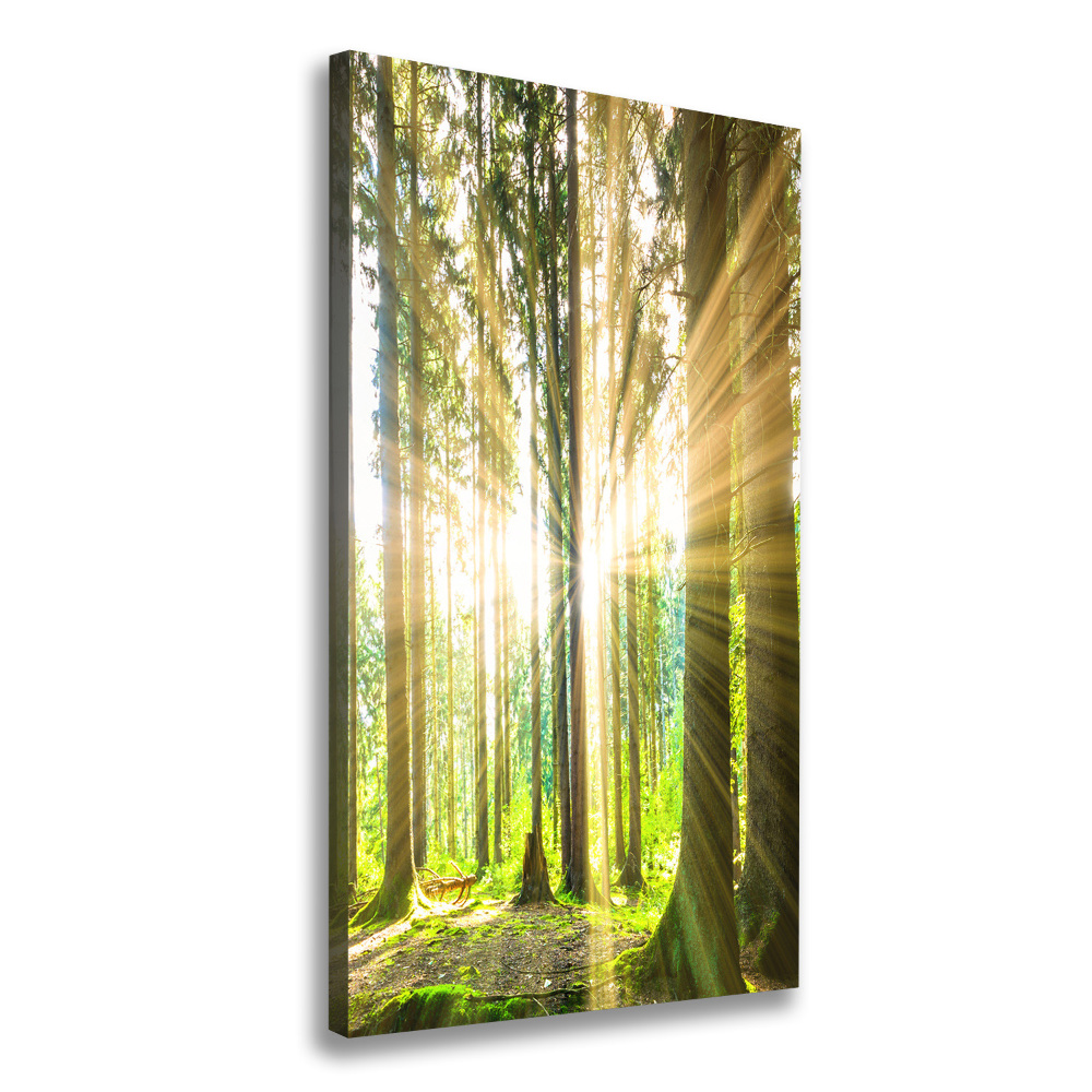 Wall art canvas The sun in the forest