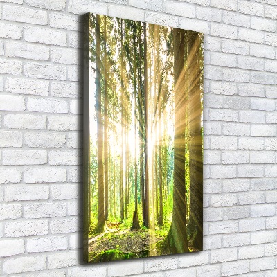 Wall art canvas The sun in the forest