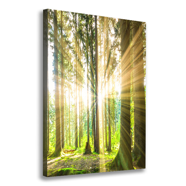 Wall art canvas The sun in the forest