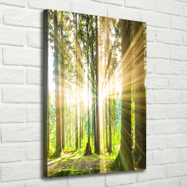 Wall art canvas The sun in the forest