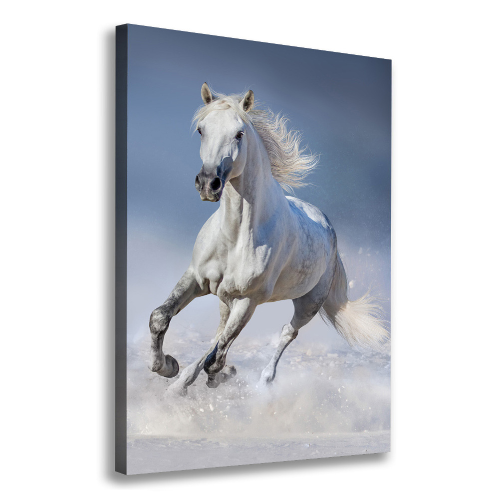 Wall art canvas large White horse at a gallop