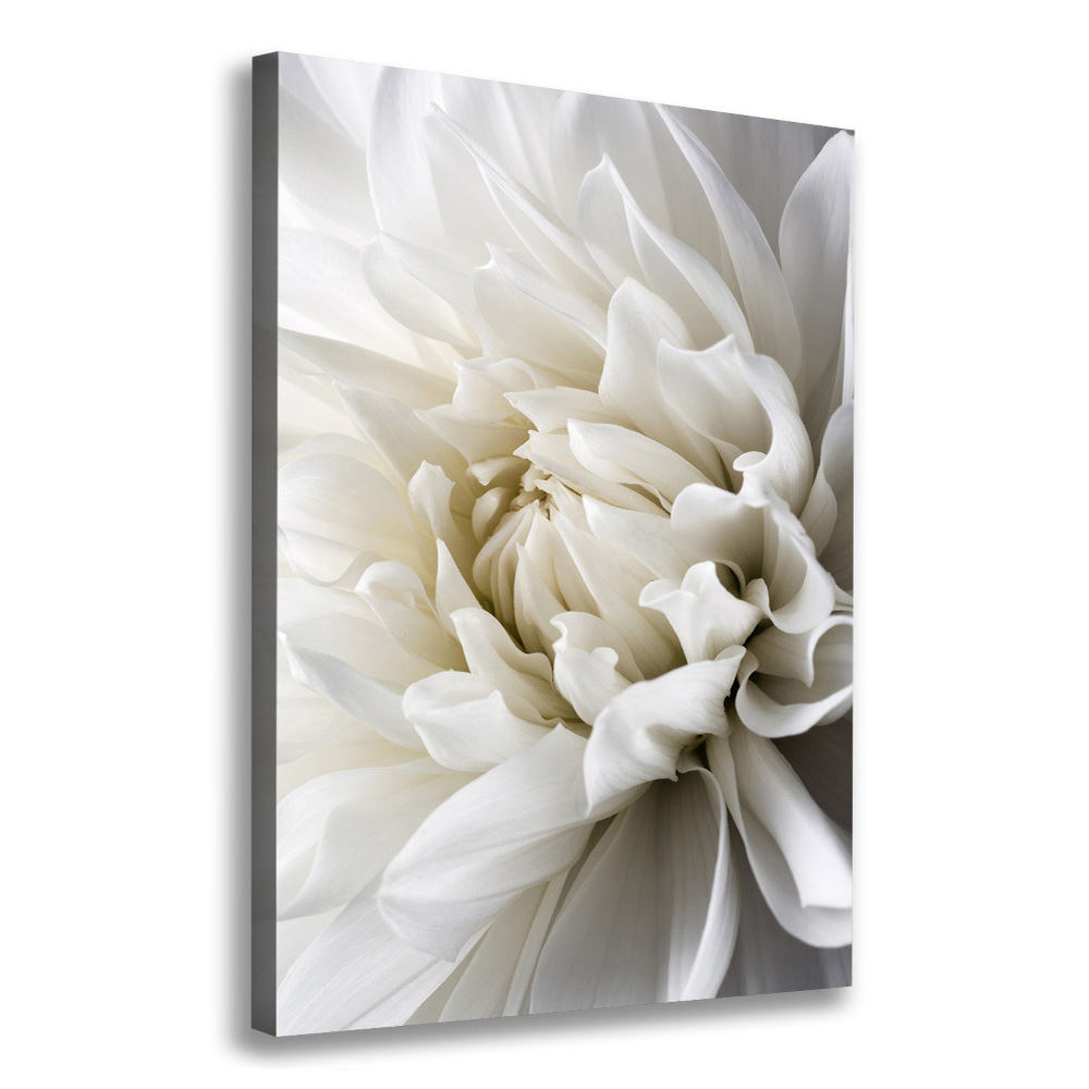 Canvas wall art White Dalia