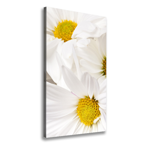 Canvas print Daisy