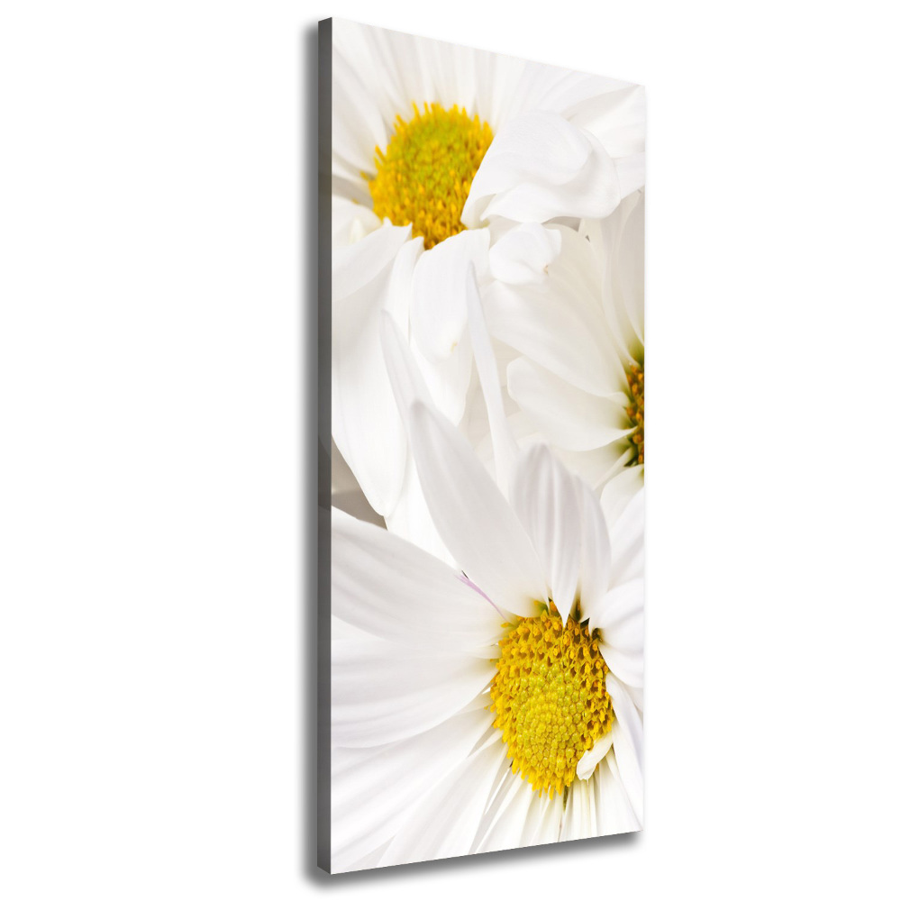 Canvas print Daisy