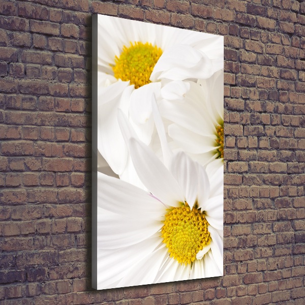 Canvas print Daisy