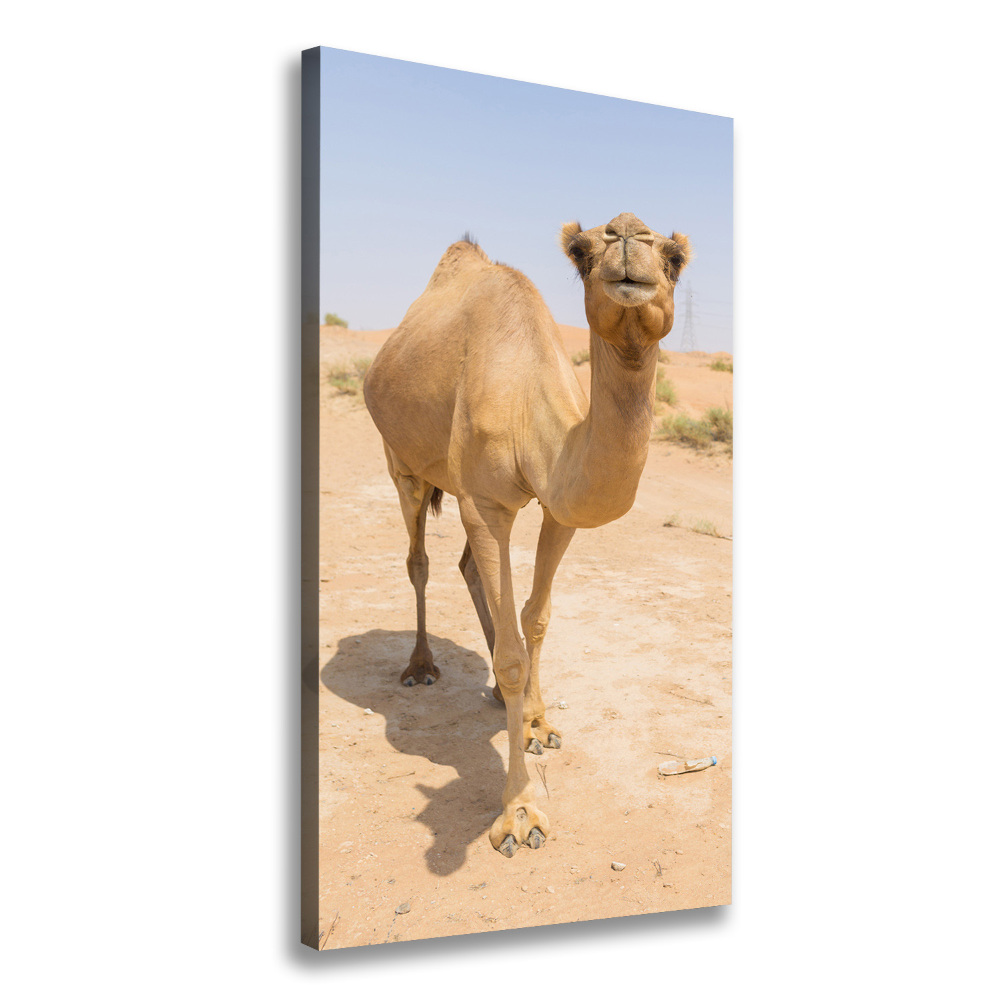 Wall art canvas A camel in the desert