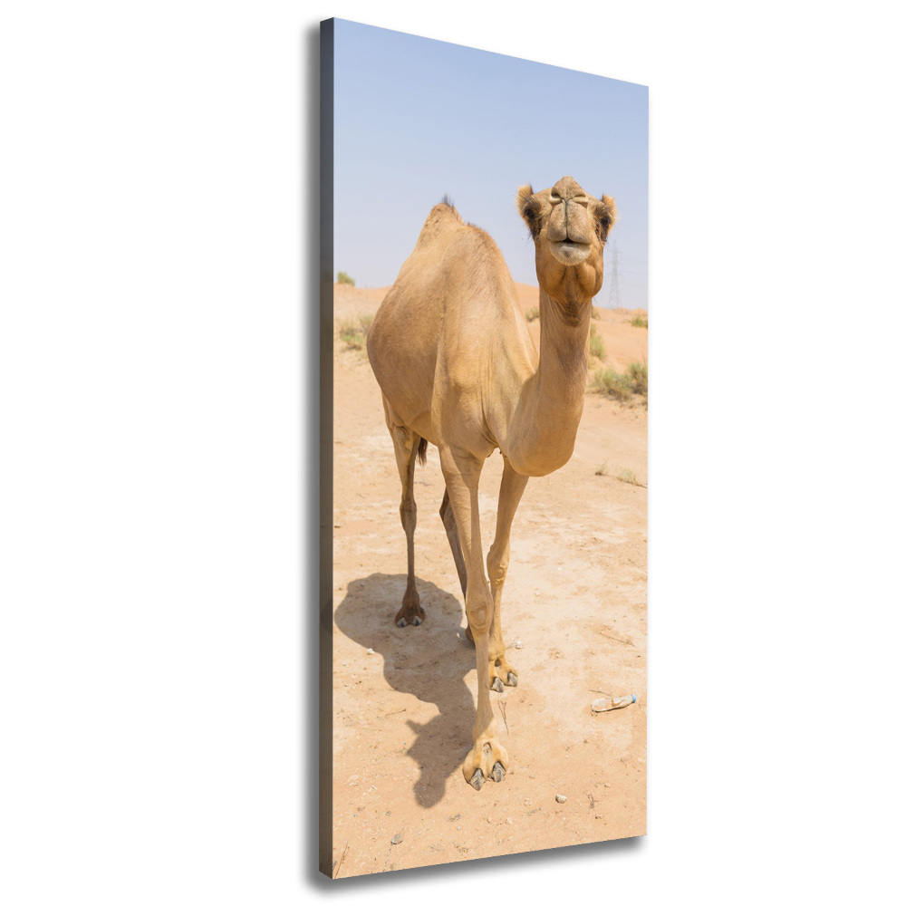 Wall art canvas A camel in the desert