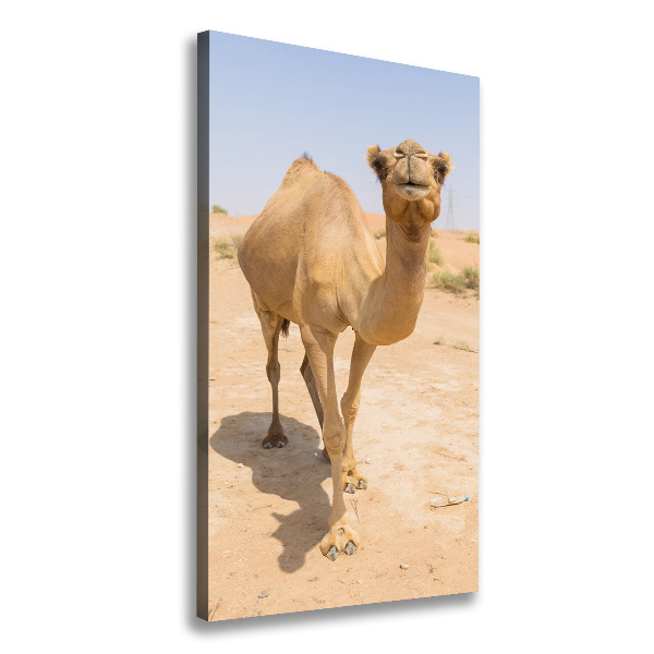 Wall art canvas A camel in the desert