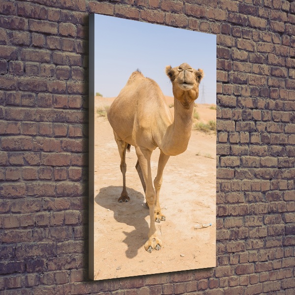 Wall art canvas A camel in the desert