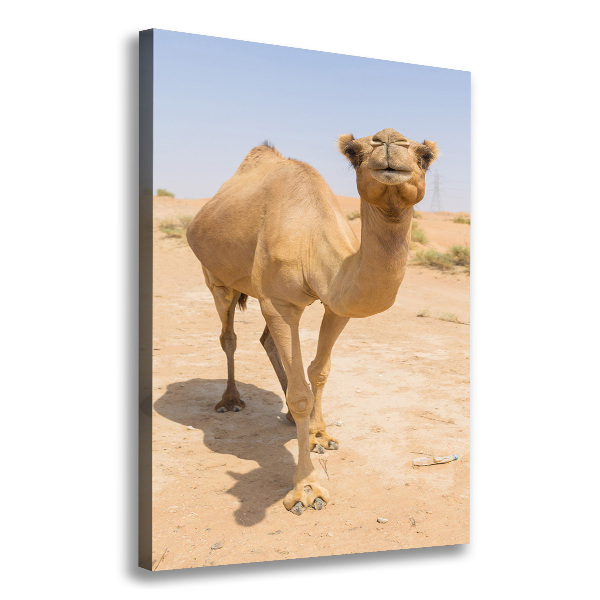 Wall art canvas A camel in the desert