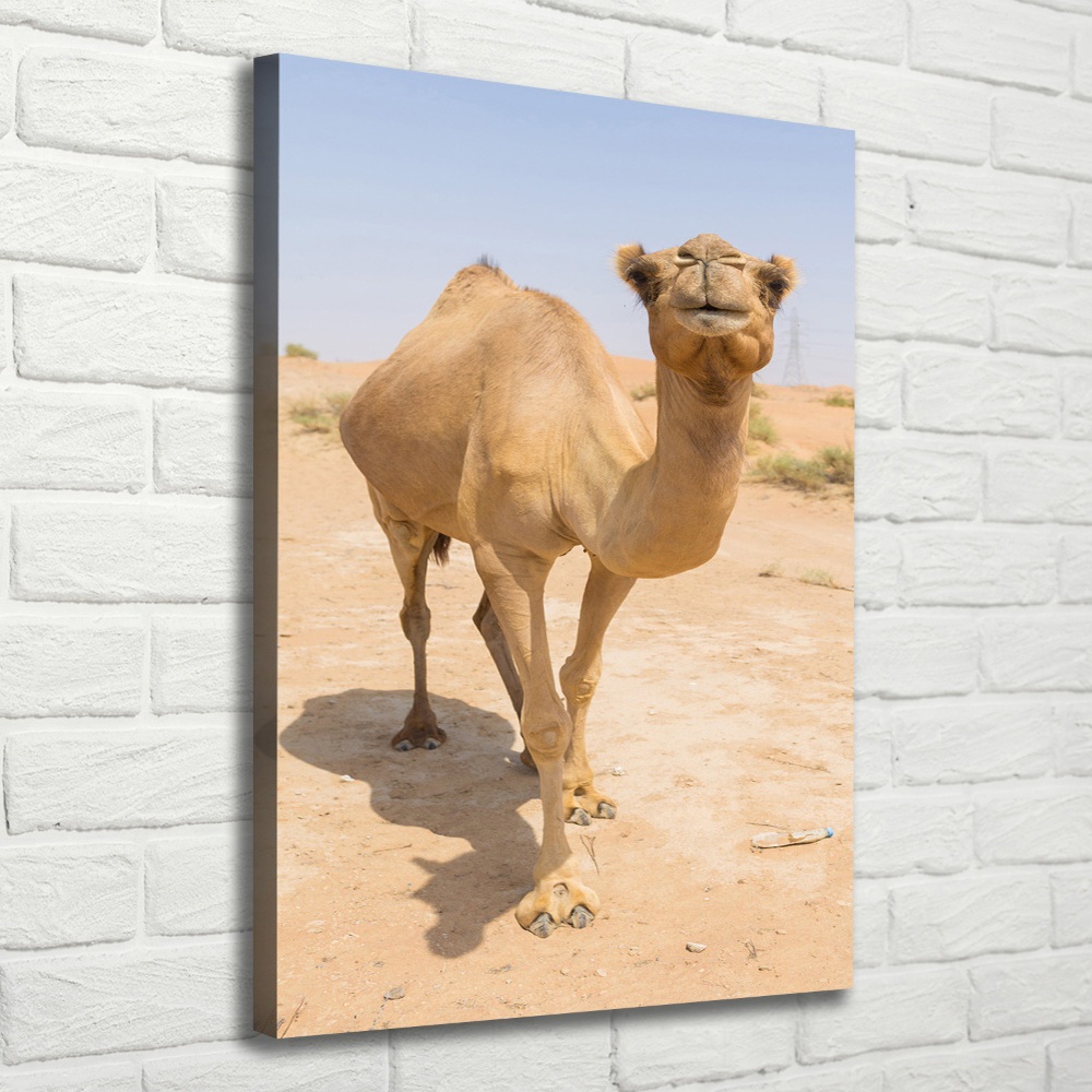 Wall art canvas A camel in the desert