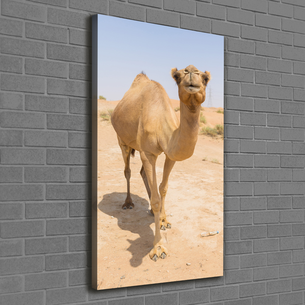 Wall art canvas A camel in the desert