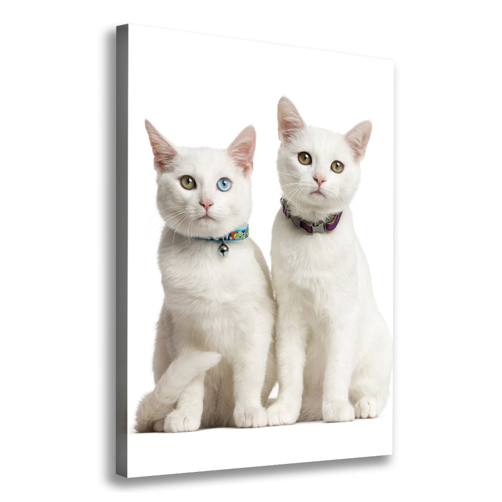 Wall art canvas Two white cats