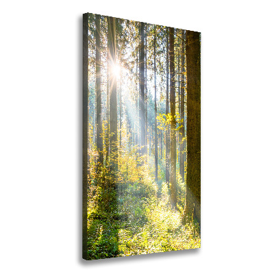 Picture canvas print The sun in the forest