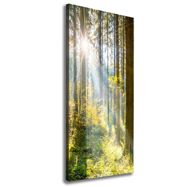 Picture canvas print The sun in the forest