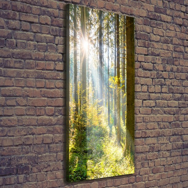 Picture canvas print The sun in the forest