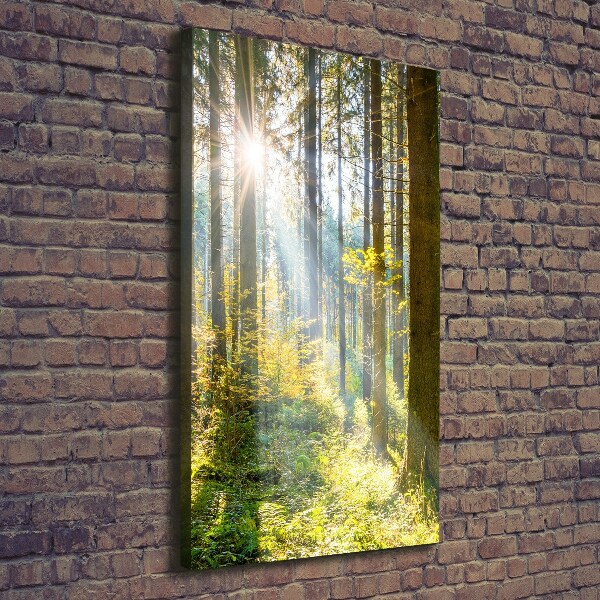 Picture canvas print The sun in the forest