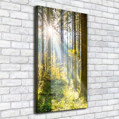 Picture canvas print The sun in the forest