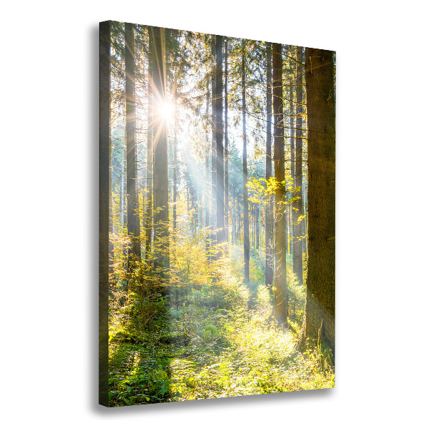 Picture canvas print The sun in the forest