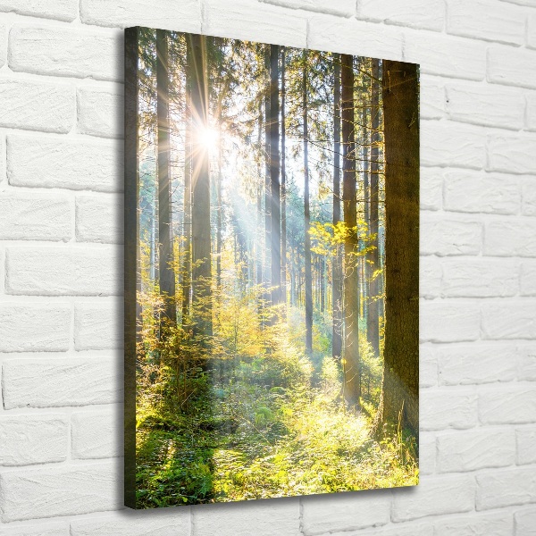 Picture canvas print The sun in the forest