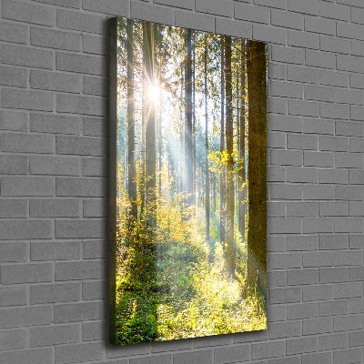 Picture canvas print The sun in the forest