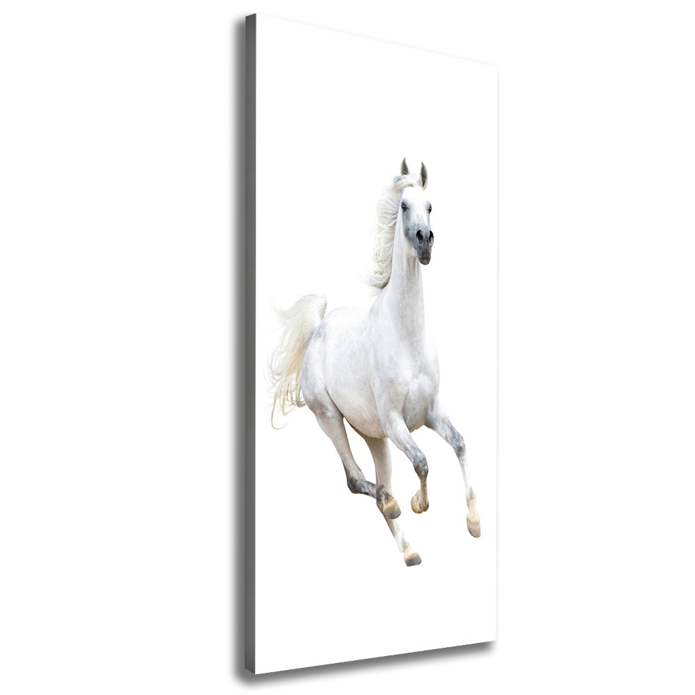 Picture canvas print White horse at a gallop