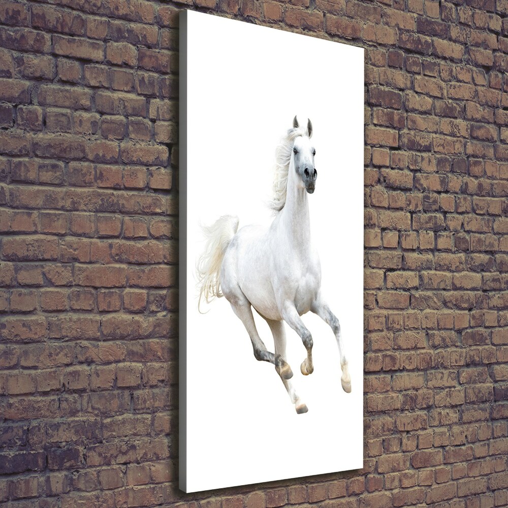 Picture canvas print White horse at a gallop