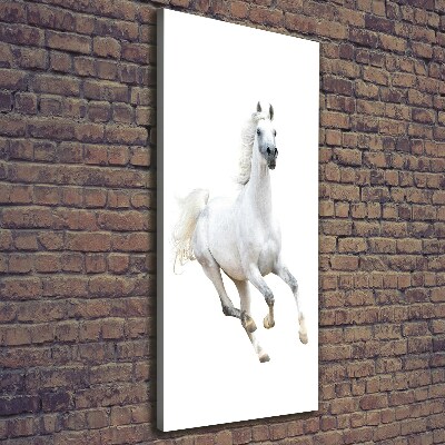 Picture canvas print White horse at a gallop