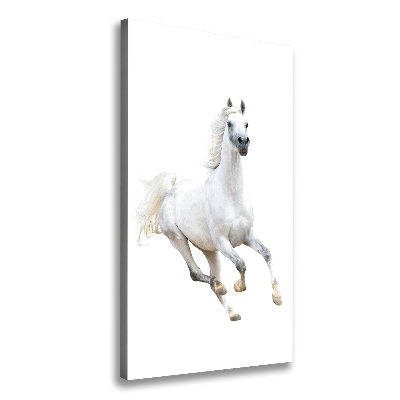 Picture canvas print White horse at a gallop