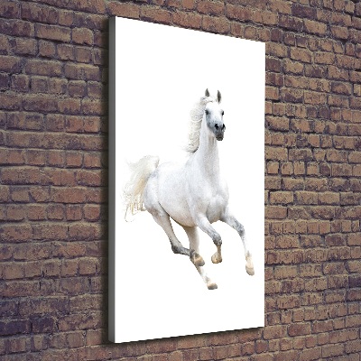 Picture canvas print White horse at a gallop