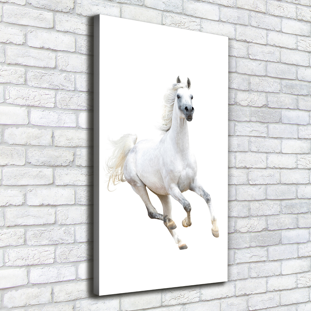 Picture canvas print White horse at a gallop