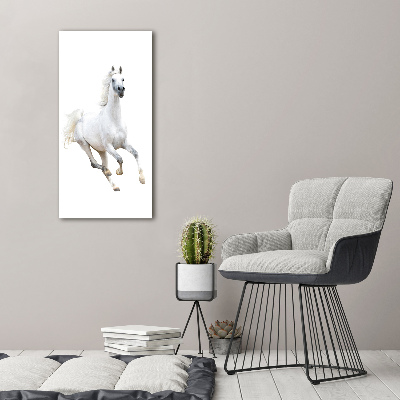 Picture canvas print White horse at a gallop