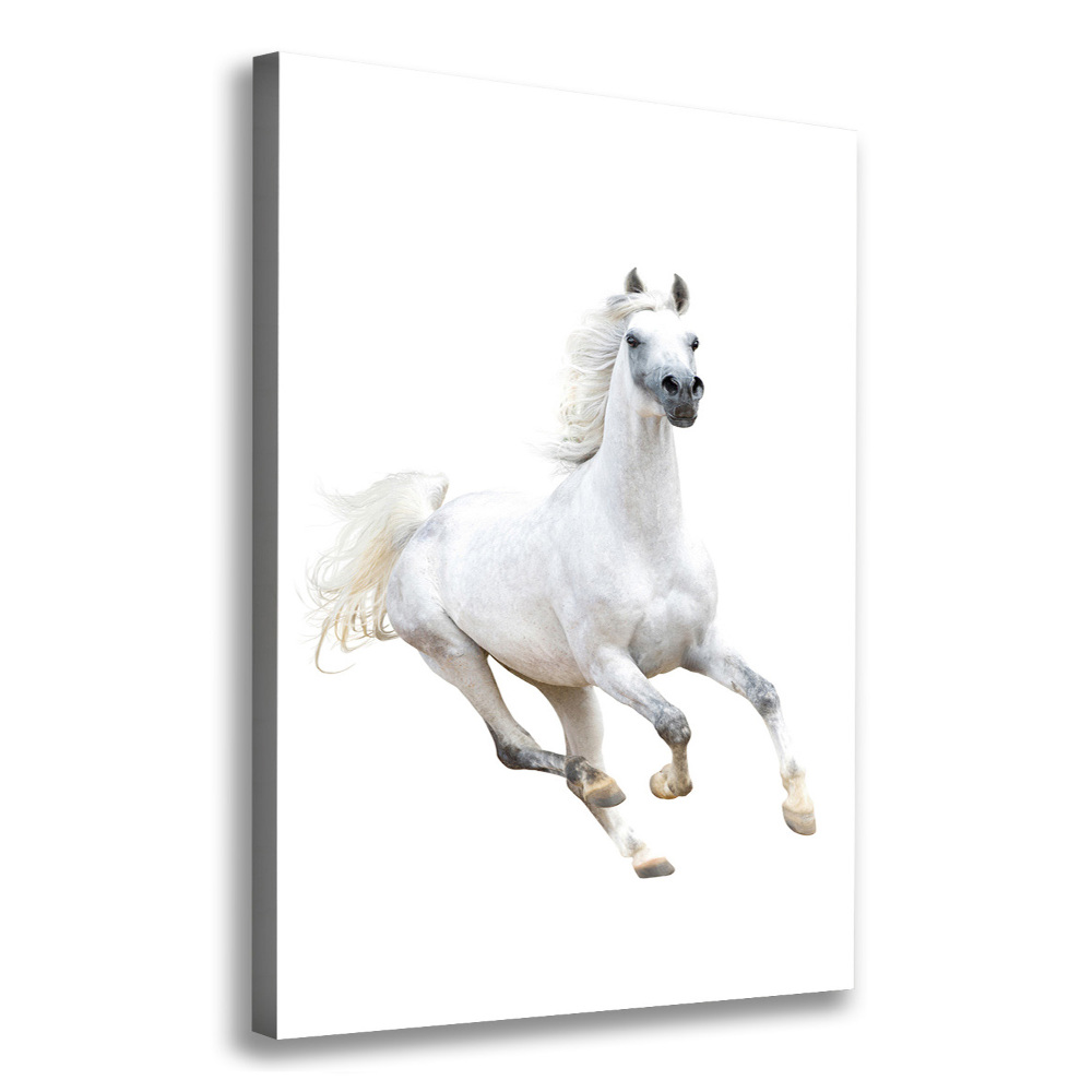 Picture canvas print White horse at a gallop