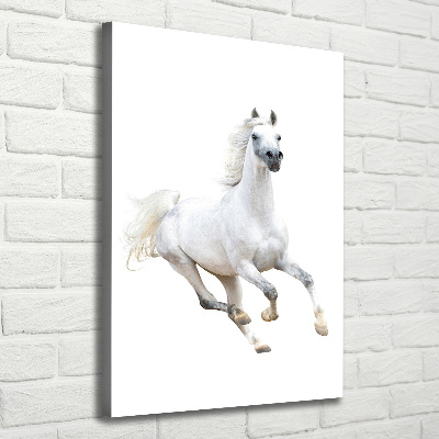 Picture canvas print White horse at a gallop