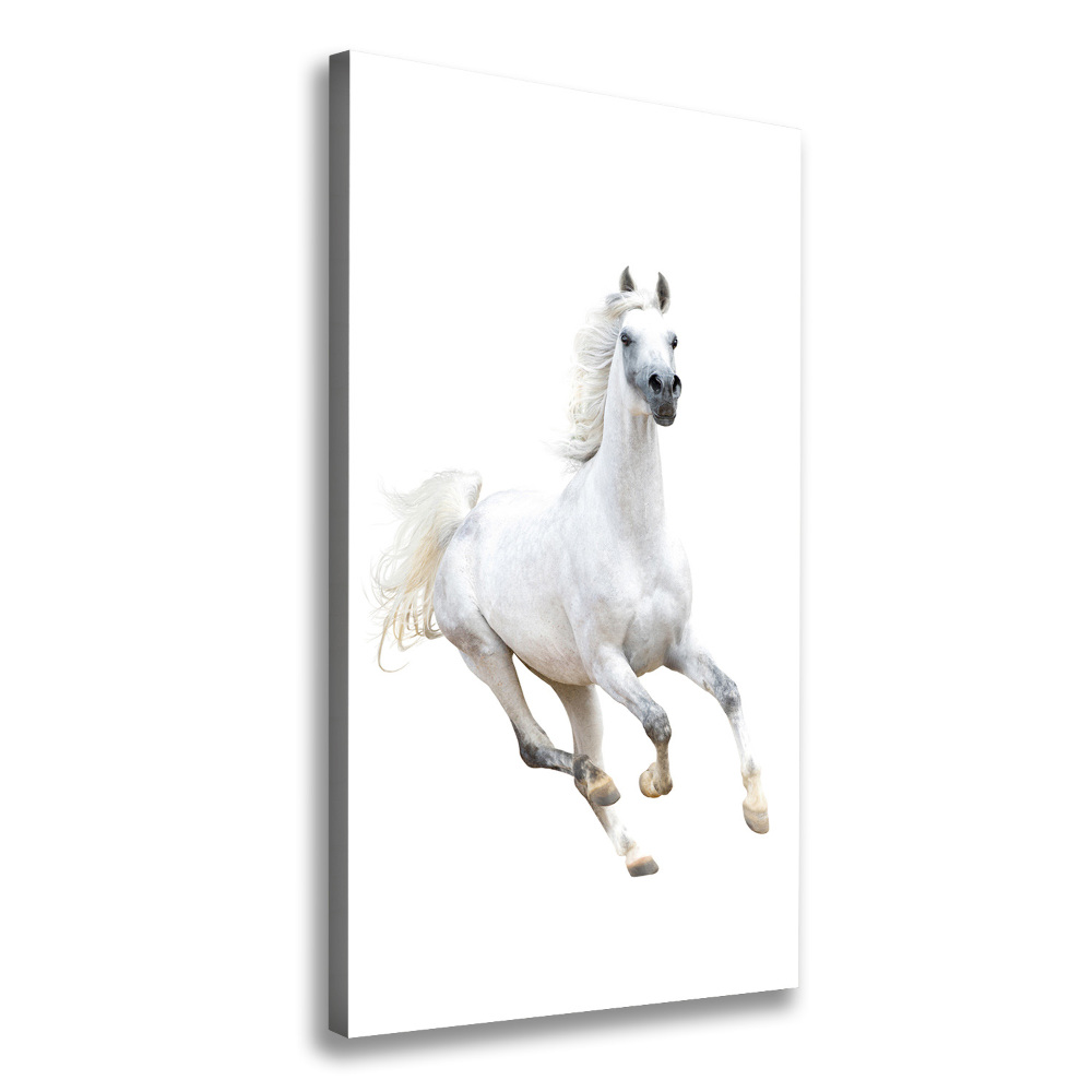 Picture canvas print White horse at a gallop