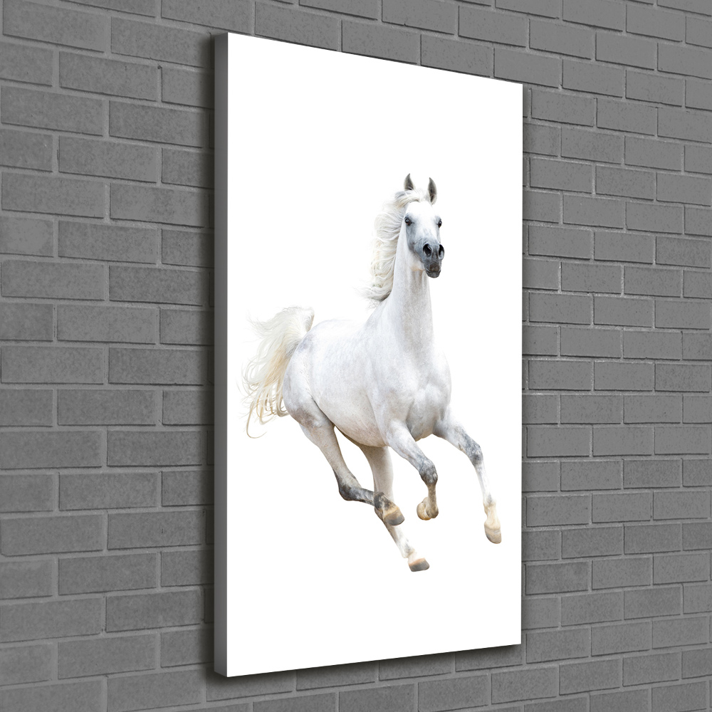 Picture canvas print White horse at a gallop