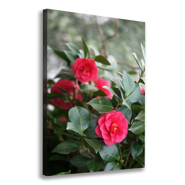 Large canvas wall art Camellia