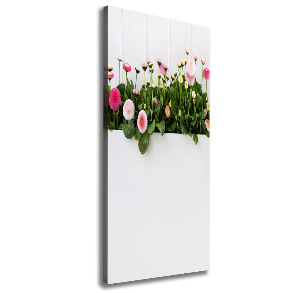 Canvas print Pink daisies