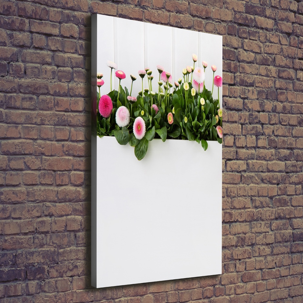 Canvas print Pink daisies