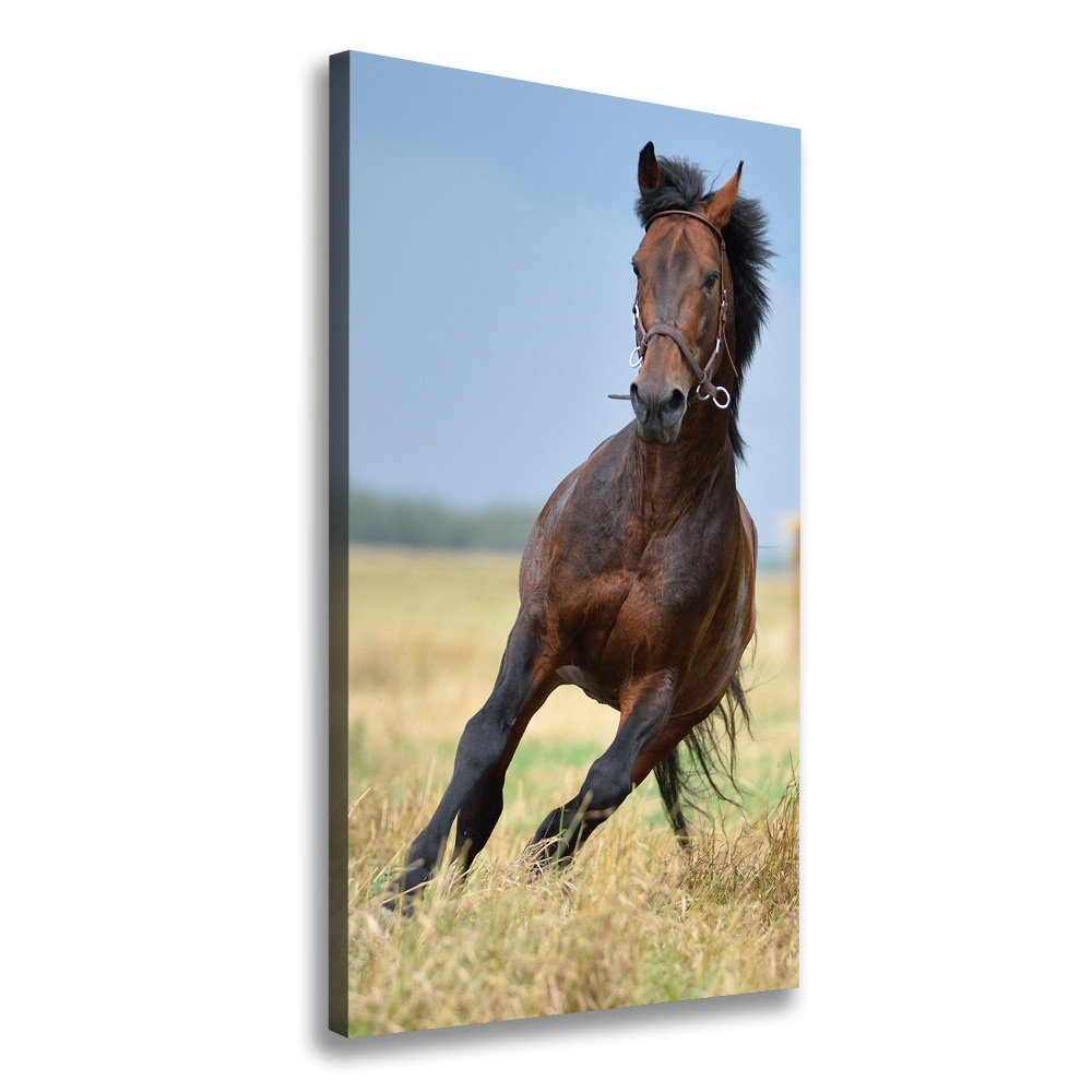 Wall art canvas Horse