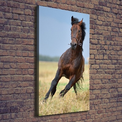 Wall art canvas Horse