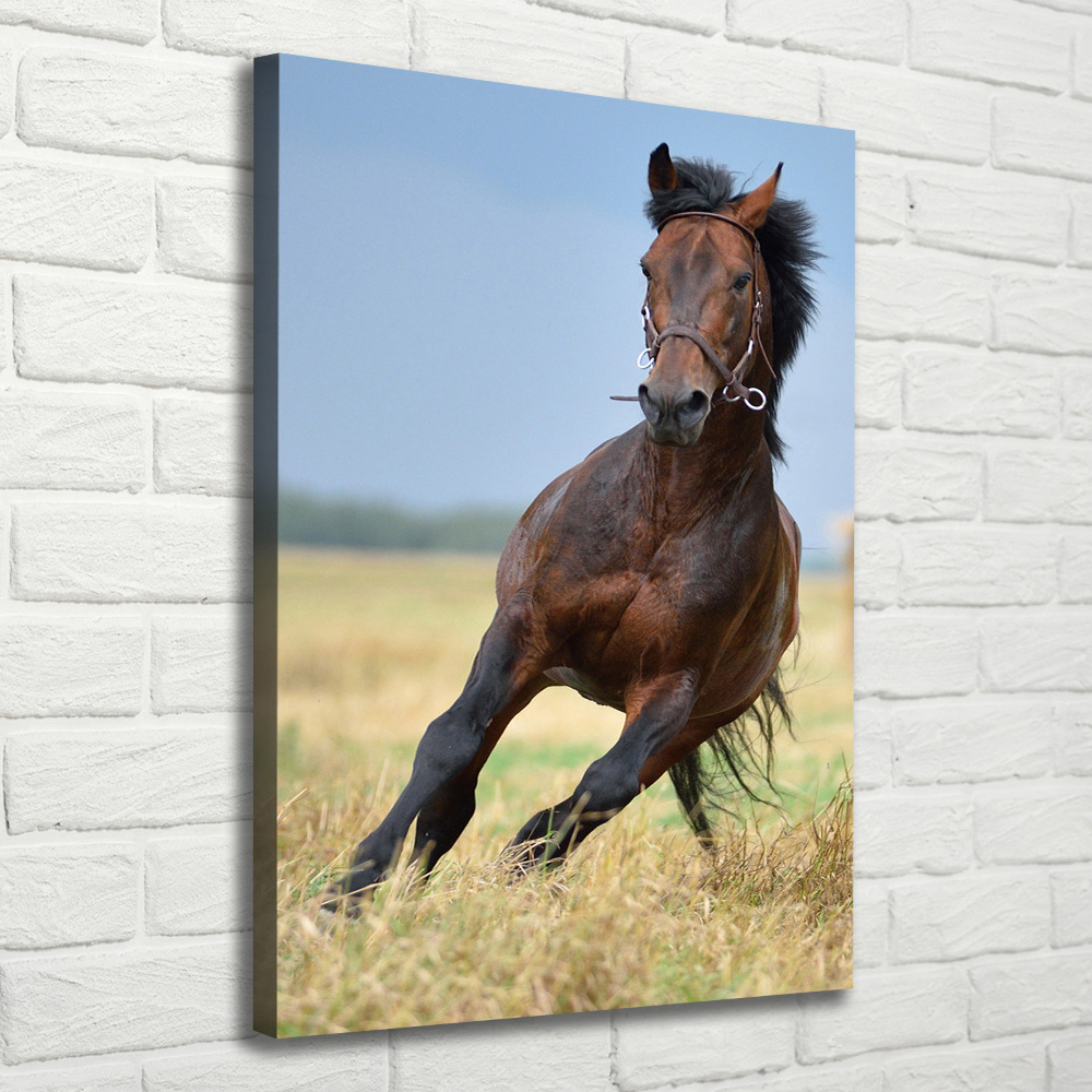 Wall art canvas Horse