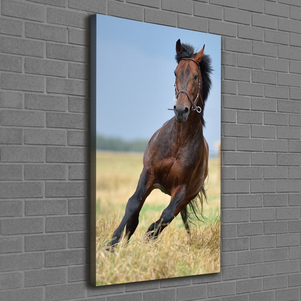 Wall art canvas Horse