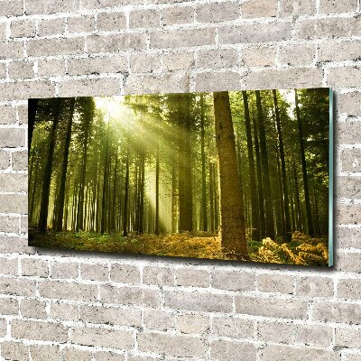 Glass art print A pine forest