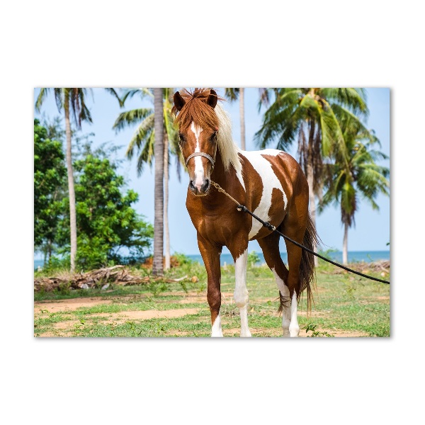 Wall art on glass Spotted horse