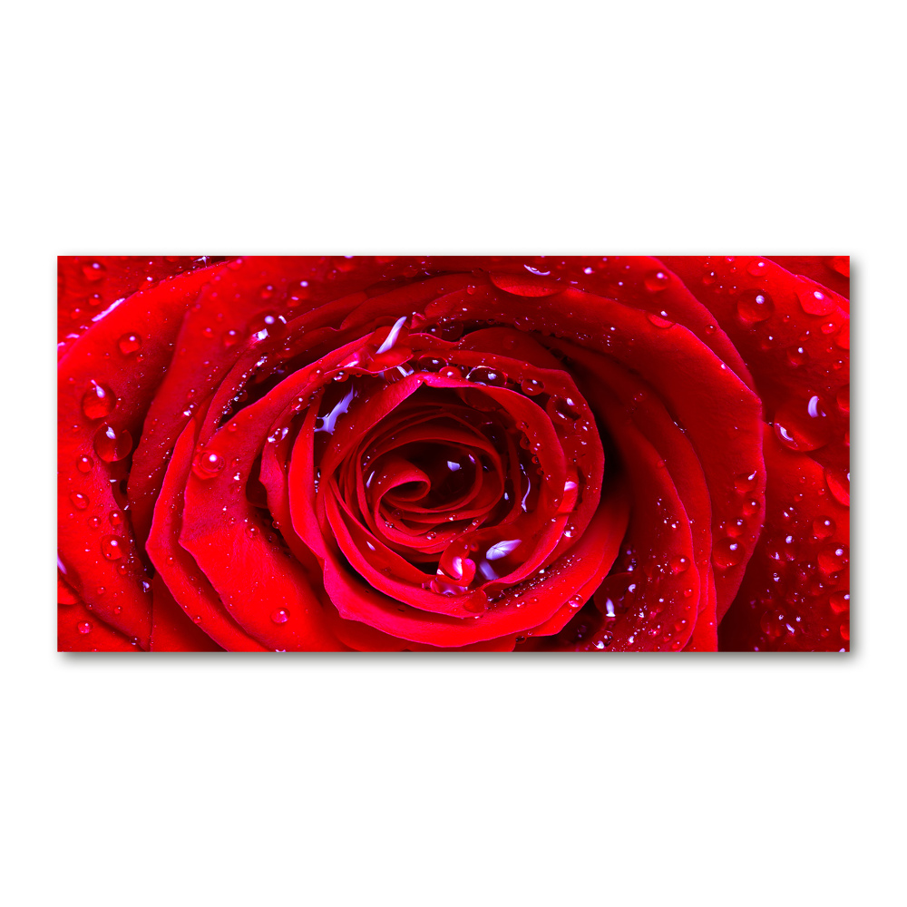 Glass wall art large Rose flower