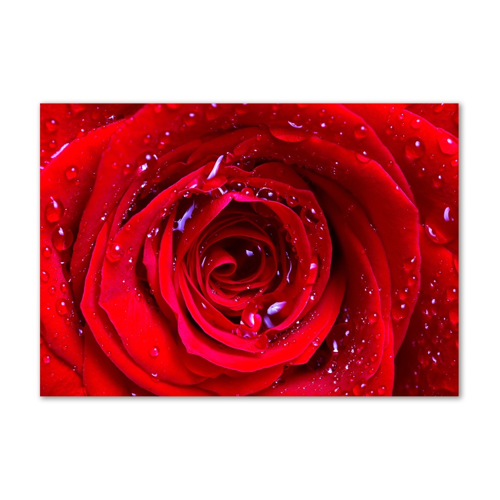 Glass wall art large Rose flower