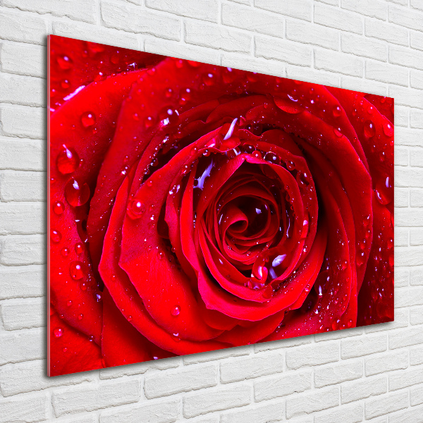 Glass wall art large Rose flower