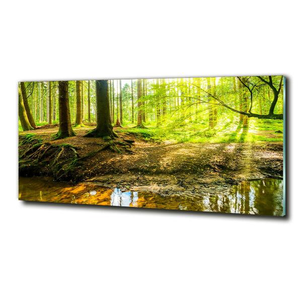 Glass art print Rays of the sun forest