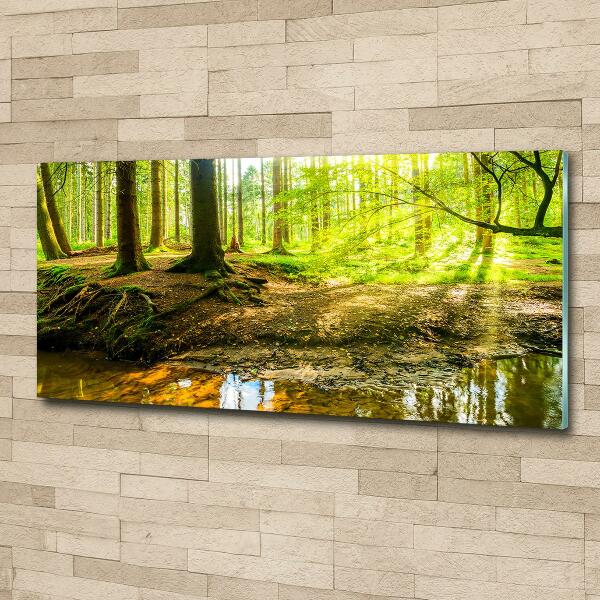 Glass art print Rays of the sun forest